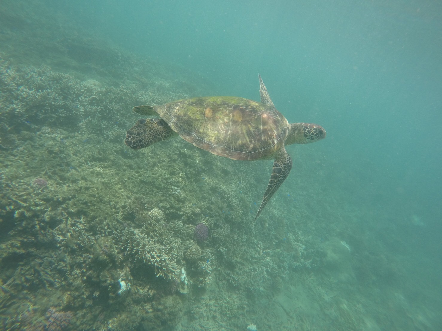 澎湖旅遊-專業浮潛